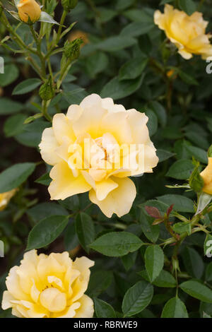 Rosa Gold Spice "Frymega". Gelbe Strauchrose in einem englischen Garten. Stockfoto