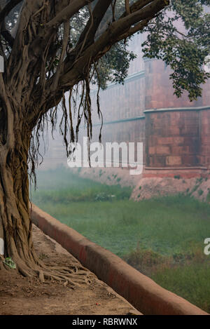 Am frühen Morgen nebligen Szene mit einer banyan Baum vor das Red Fort, Delhi, Indien Stockfoto