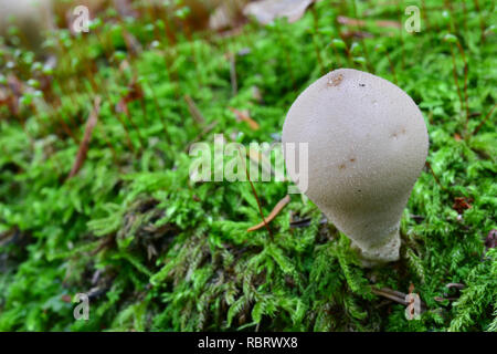 Stumpf Puffball Pilz, oder Lycoperdon pyriforme im natürlichen Lebensraum, Stockfoto