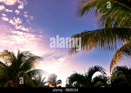 Blick auf Palmen in einem hellen und schönen Sonnenuntergang in Kuba Stockfoto