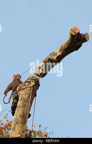 Berufe. Baumchirurgie. Das Bild zeigt einen Baumchirurgen, der einen kranken London Plane Tree niederschlägt. Die Entfernung des London Plane Baumes dient der wohltuenden Gesundheit der benachbarten Bäume und dem möglichen Fall des geschwächten Baumes. Baumchirurgen müssen stark, agil, mutig und langlebig sein, um ihre Arbeit sicher und effektiv zu erledigen. Gesundheit und Sicherheit. Russell Moore Portfolioseite. Stockfoto