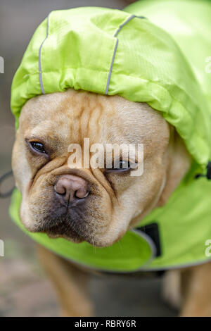 Frenchie in reflektierenden Regenmantel, an einem regnerischen Tag. Stockfoto