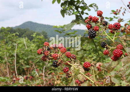 Nahaufnahme eines Clusters von wilden Brombeeren reifen in den Bergen im Sommer. Stockfoto