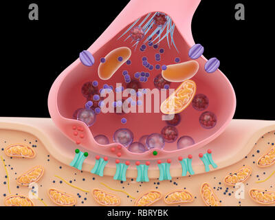 Abbildung: eine Synapse Querschnitt. Stockfoto