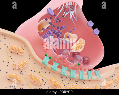 Abbildung: eine Synapse Querschnitt. Stockfoto