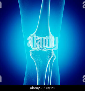Abbildung: das Knie Knochen. Stockfoto