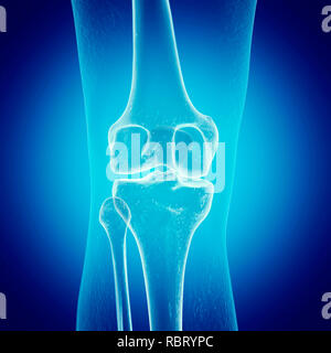 Abbildung: das Knie. Stockfoto