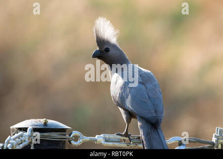 Grau-weg-bird (Corythaixoides concolor) Stockfoto