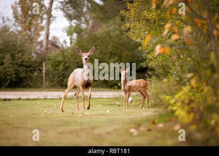 Doe Hirsch und Reh bei Camera Viewer suchen Stockfoto