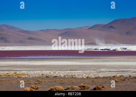 Die rote Lagune (Laguna Colorada) ist durch den Kontrast der roten Algen und weißen boax geprägt. Stockfoto