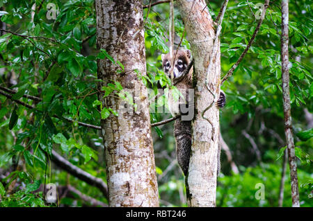 Weiße Nase Nasenbär auf einen Baum der Calakmul Biosphere Reserve im Dschungel von Campeche in Mexiko Stockfoto