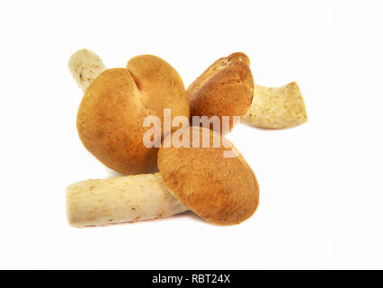 Shiitake Pilze/Raw Shiitake Pilz auf weißen Hintergrund für Kochen isoliert Stockfoto