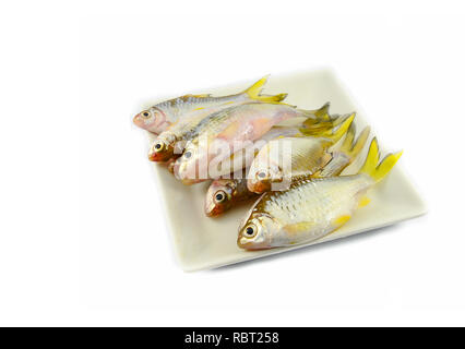 Kleine Fische isoliert/Siam Schlamm karpfen fisch isoliert auf weiss-gelb Schwanz Fisch Stockfoto