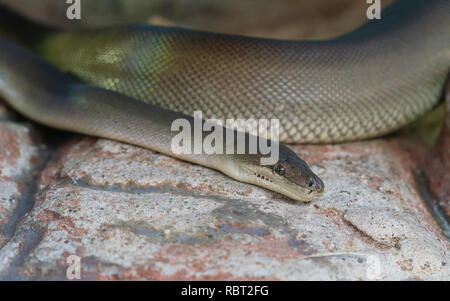 Nahaufnahme einer Olive Python oder Liasis olivaceus in Australien Stockfoto
