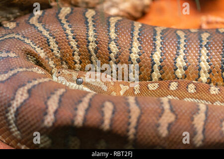 Nahaufnahme eines Centralian Teppich python oder Morelia bredli in Australien Stockfoto