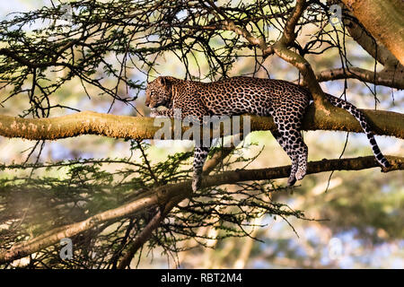 Porträt eines schlafenden Leopard auf einem Baum. Nakuru, Kenia Stockfoto