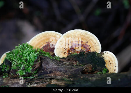 Erle Halterung Pilz, Inonotus radiatus, auch Mensularia radiata bezeichnet Stockfoto