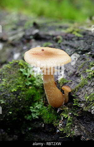 Honig Pilz, Armillaria Gallica, eine wilde essbare Pilze aus Finnland Stockfoto