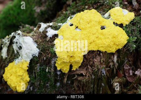 Fuligo septica, die gemeinhin als Hund erbrechen Schleimpilze Schleimpilze, Rührei, oder Blumen von Tan Stockfoto