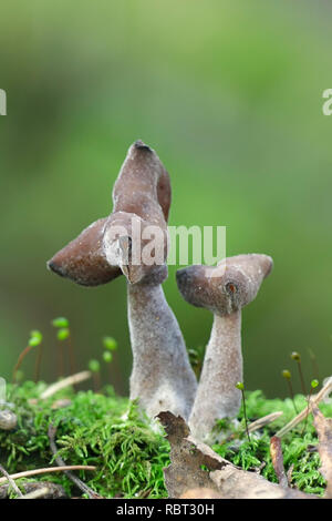 Gyromitra infula, die gemeinhin als die vermummten false Morel oder die Elfin Sattel bekannt Stockfoto