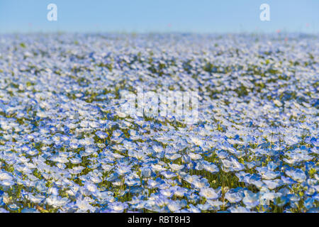 Nemophila Blumen bei Hitachi Seaside Park, Japan (Baby Blue Eyes) Stockfoto