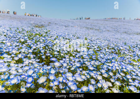 Nemophila Blumen bei Hitachi Seaside Park, Japan (Baby Blue Eyes) Stockfoto