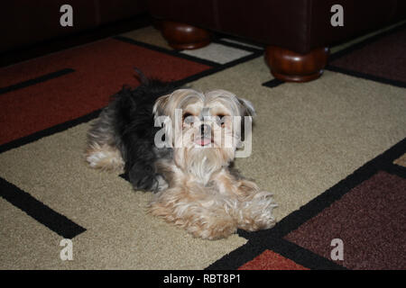 Nahaufnahme eines Morkie, maltesischer/Yorkshire Terrier mix, Festlegung auf einen Teppich Stockfoto