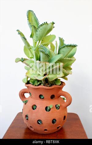 Vaso de Flor Calanchoe laetivirens para Jardins e Decoração. Stockfoto