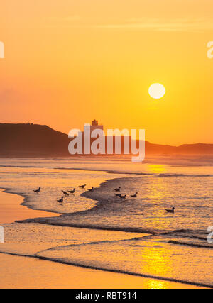 Bamburgh Leuchtturm, Northumberland, Großbritannien im Meer bei Sonnenuntergang mit Blackheaded Möwen [Chroicocephalus ridibundus] e im Vordergrund. Stockfoto