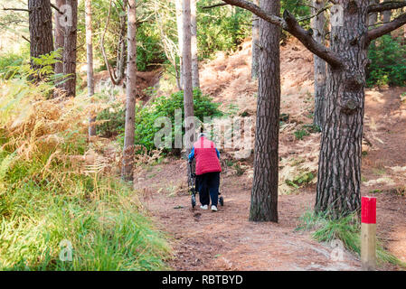 Rückansicht Behinderte im Alter von weiblichen Person mit Walker während ihrer Wanderung im Wald, Park. Selektiver Fokus, kopieren Raum Stockfoto