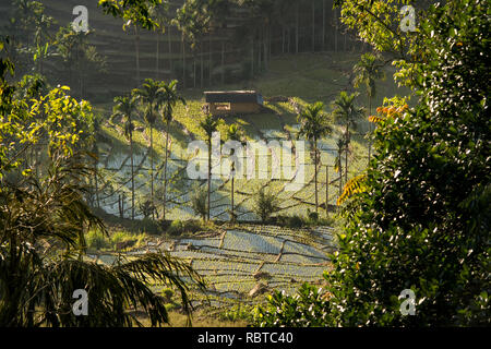 Hoch über Blick auf den frühen Morgen goldene Sonne beleuchtet die Reisterrassen Hügel von Sri Lanka. Stockfoto