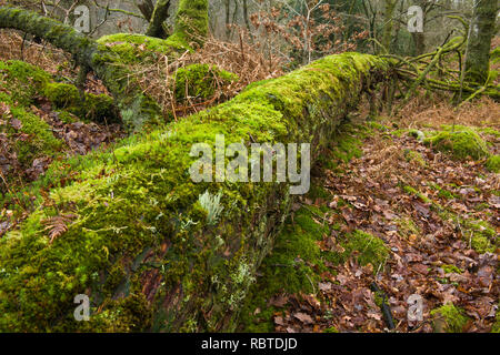 Gefällt immergrüner Baum an Yew Tree Tarn in der Lake District National Park Cumbria und deckte in Deep Green Moss. Stockfoto