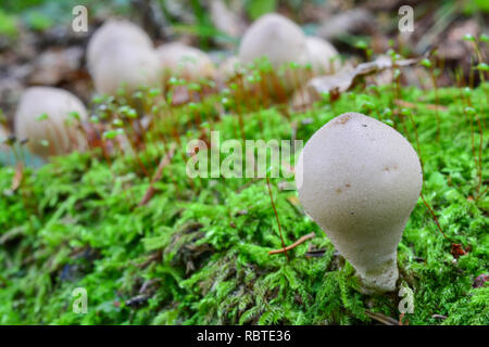 Eine einzige Stumpf Puffball Pilz unter Moos in den Vordergrund und der Gruppe der Pilze im Hintergrund, horizontale Ausrichtung Stockfoto