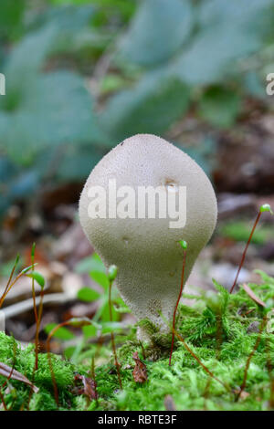 Eine einzige Lycoperdon Pyriforme oder Stumpf Pufball Pilz, in der Regel in einer Gruppe, im natürlichen Lebensraum, morschen Baumstumpf nadelholz Baum von grünen Mo abgedeckt Stockfoto