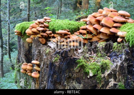 Ummanteltes Woodtuft Pilze, oder Pholiota mutabilis, oder Kuehneromyces mutabilis im natürlichen Lebensraum, auf morschen Baumstumpf, Seitenansicht; leckere Essbare m Stockfoto