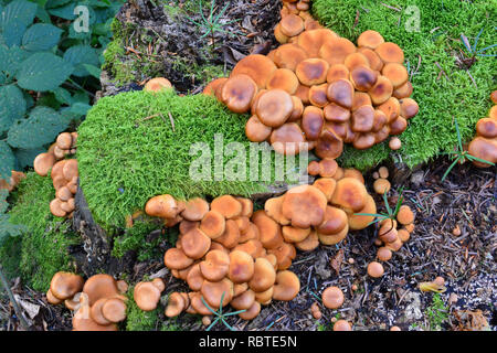 Ummanteltes Woodtuft Pilze, oder Pholiota mutabilis, oder Kuehneromyces mutabilis im natürlichen Lebensraum, auf morschen Baumstumpf, Ansicht von oben; köstliche ed Stockfoto