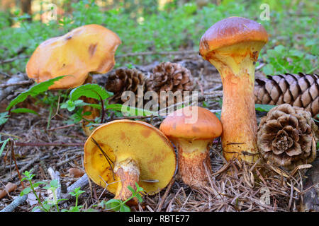 Lärche Bolete Pilze, oder Suillus grevillei, leckere essbare Pilze in der Natur, im Wald, unter Lärche Baum, horizontale Ausrichtung Stockfoto