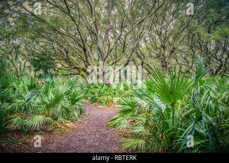 In einem Pfad, der Steineichen auf Cumberland Island, GA Stockfoto