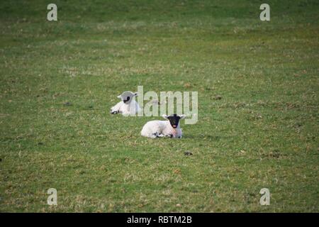 Zwei kleinen schwarzen konfrontiert Lämmer in einem Feld. Baby Schafe im Frühjahr, sitzen gemeinsam im Freien. Stockfoto