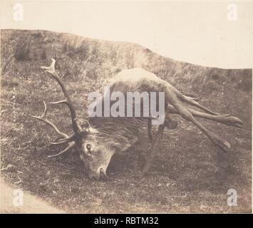 - Hirsch Geschossen von Frau Ross - Stockfoto