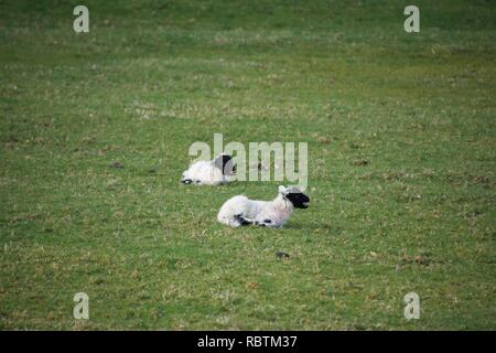 Zwei kleinen schwarzen konfrontiert Lämmer in einem Feld. Baby Schafe im Frühjahr, sitzen zusammen im Freien, einer davon ein Blöken Stockfoto