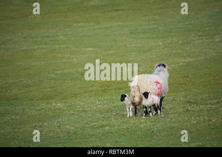 Eine große weibliche Schafe (EWE) mit blauen und roten Flecken bemalt, schützen Ihre zwei kleinen schwarzen konfrontiert Lämmer, die andere Weise, in einer grünen Wiese Stockfoto