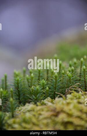 Empfindliche Stämme der grünen Moos wächst an einer Wand, in einer scharfen Makroaufnahme das macht sie wie ein Wald von kleinen Bäumen suchen Stockfoto