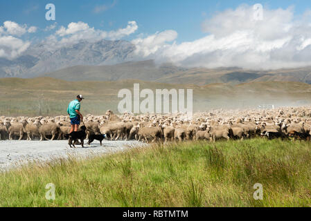 Schafehüten an Mid-Canterbury, Südinsel, Neuseeland. Stockfoto