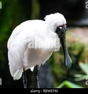 Nahaufnahme eines Königlichen Löffler oder Schwarz-billed Löffler Platalea Regia in NSW Australien Stockfoto