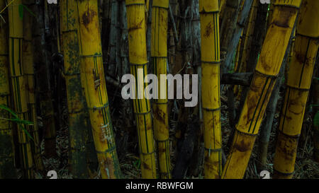 Ein schönes Foto von Golden Bamboo Trunks in Costa Rica Stockfoto