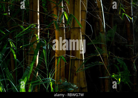 Ein schönes Foto von Golden Bamboo Trunks in Costa Rica Stockfoto