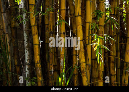 Ein schönes Foto von Golden Bamboo Trunks in Costa Rica Stockfoto