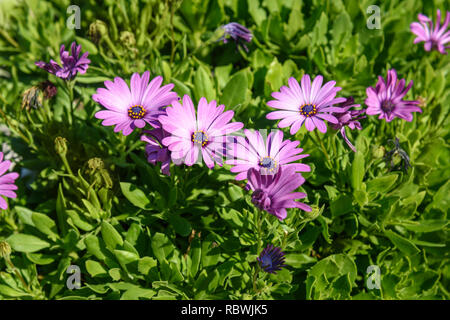 Osteospermum Blumen oder oder Kapkörbchen im Garten Stockfoto