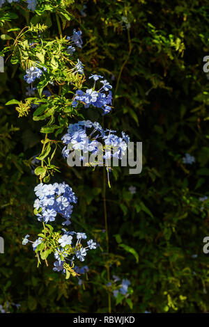 Blaue Blumen von Plumbago auriculata im Garten Stockfoto